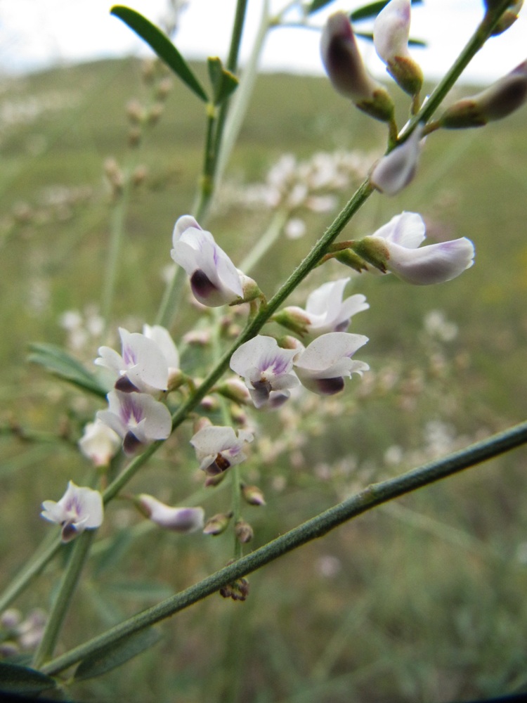 Image of Astragalus melilotoides specimen.