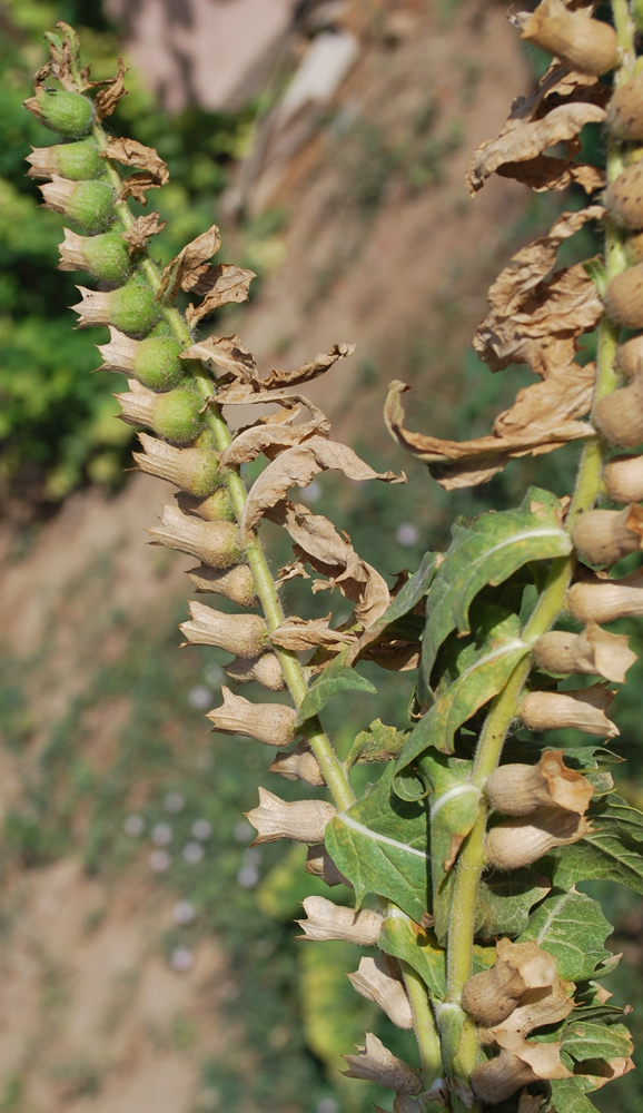 Изображение особи Hyoscyamus niger.