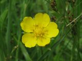 Potentilla reptans