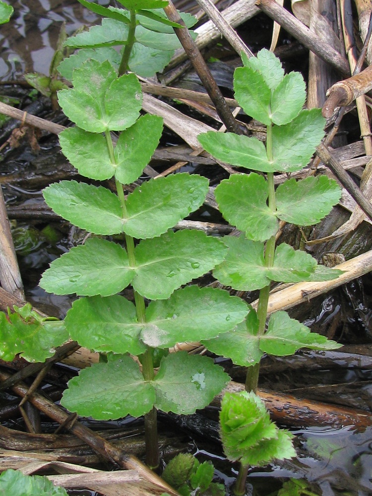 Изображение особи Berula erecta.