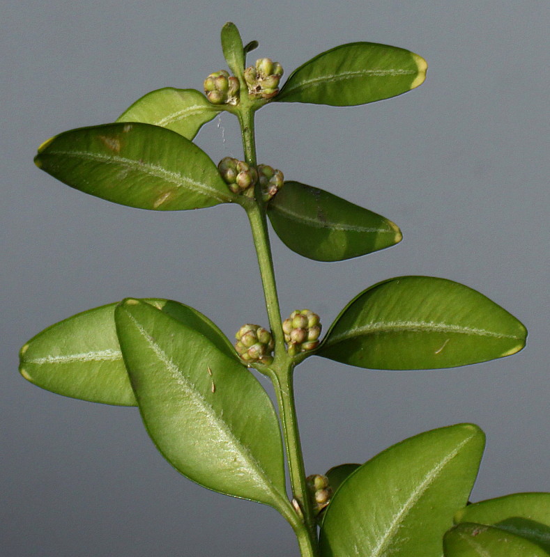 Изображение особи Buxus sempervirens.