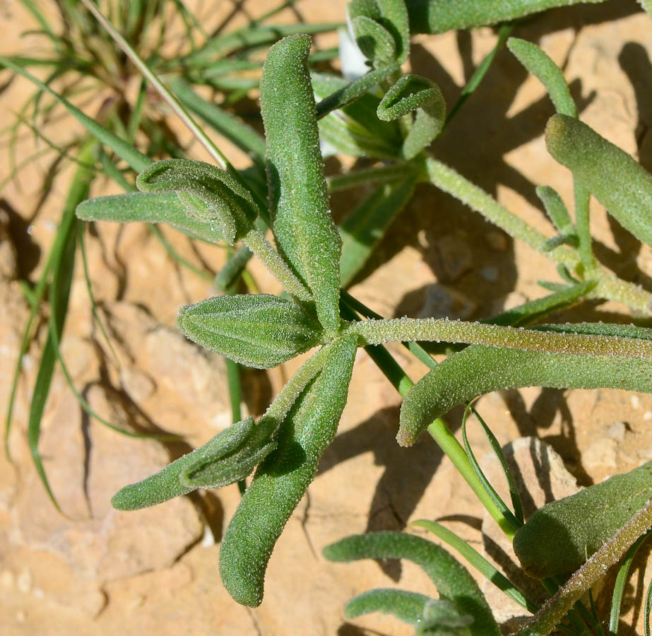 Image of Aizoon hispanicum specimen.