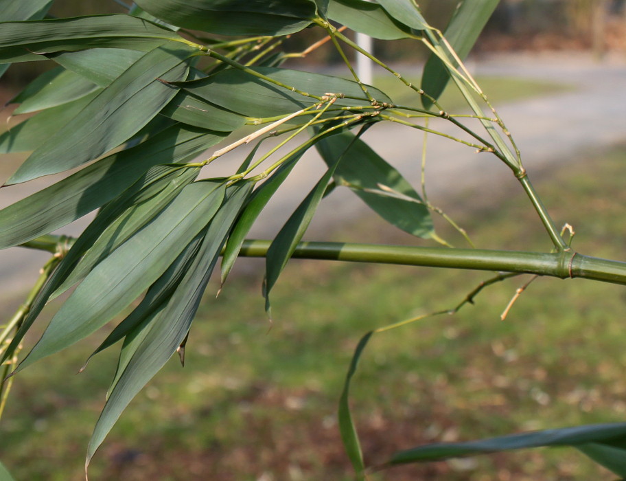 Image of Pseudosasa japonica specimen.