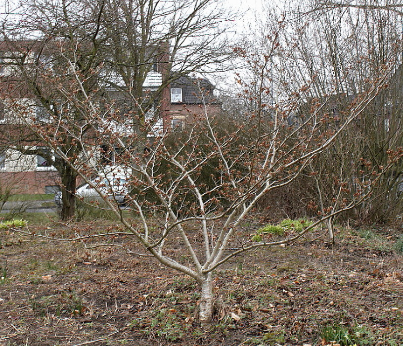 Изображение особи Hamamelis &times; intermedia.