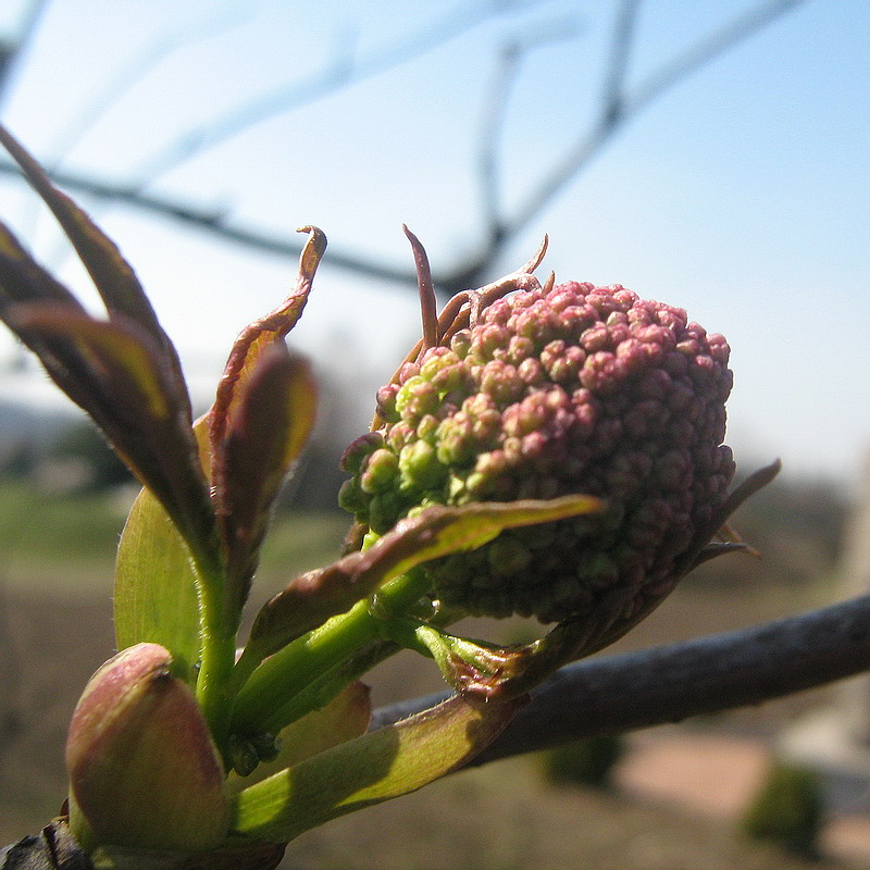 Image of Sambucus racemosa specimen.