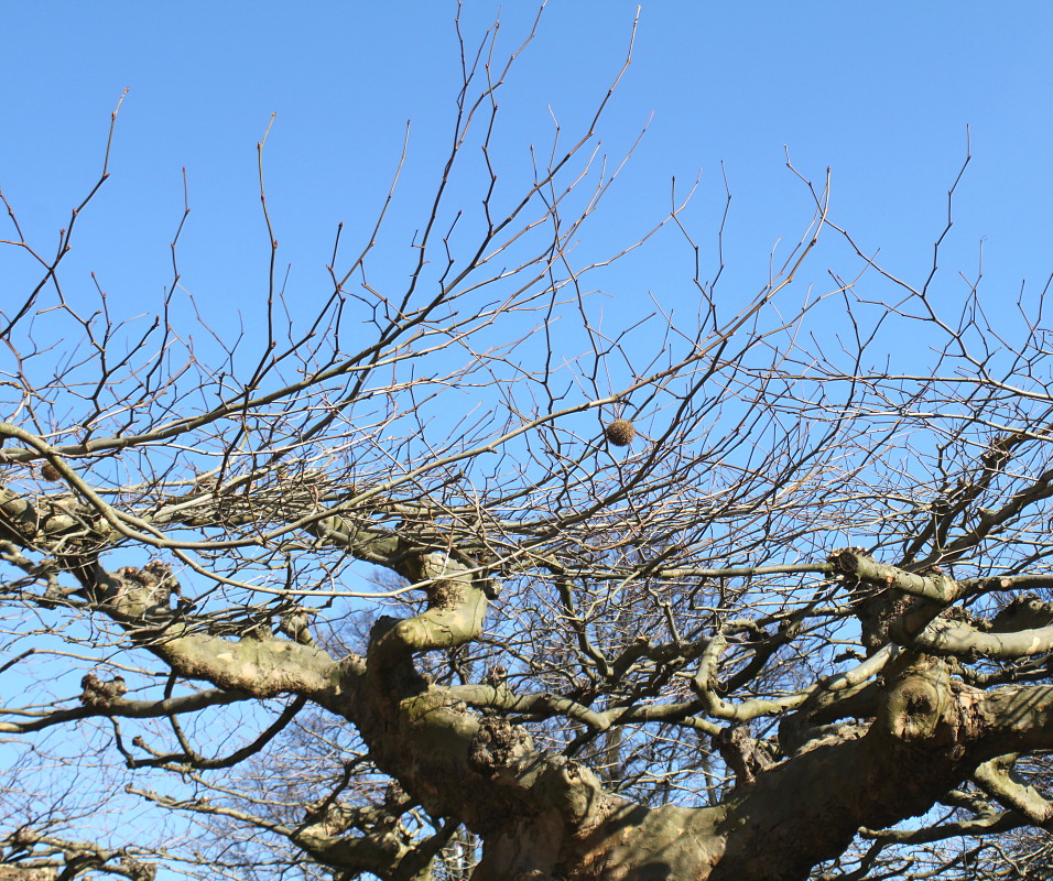 Изображение особи Platanus &times; acerifolia.