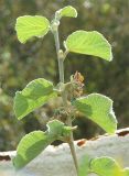 Grewia villosa. Верхушка цветущего и плодоносящего побега. Израиль, кибуц Эйн-Геди. 10.04.2006.