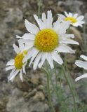 Anthemis tranzscheliana