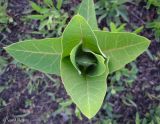 Asclepias syriaca. Молодой побег, отрастающий после зимовки (вид сверху). Украина, Киевская обл., Мироновский р-н, РЛП \"Трахтемиров\", окр. с. Мал. Букрин, запущенное поле. 10 мая 2013 г.