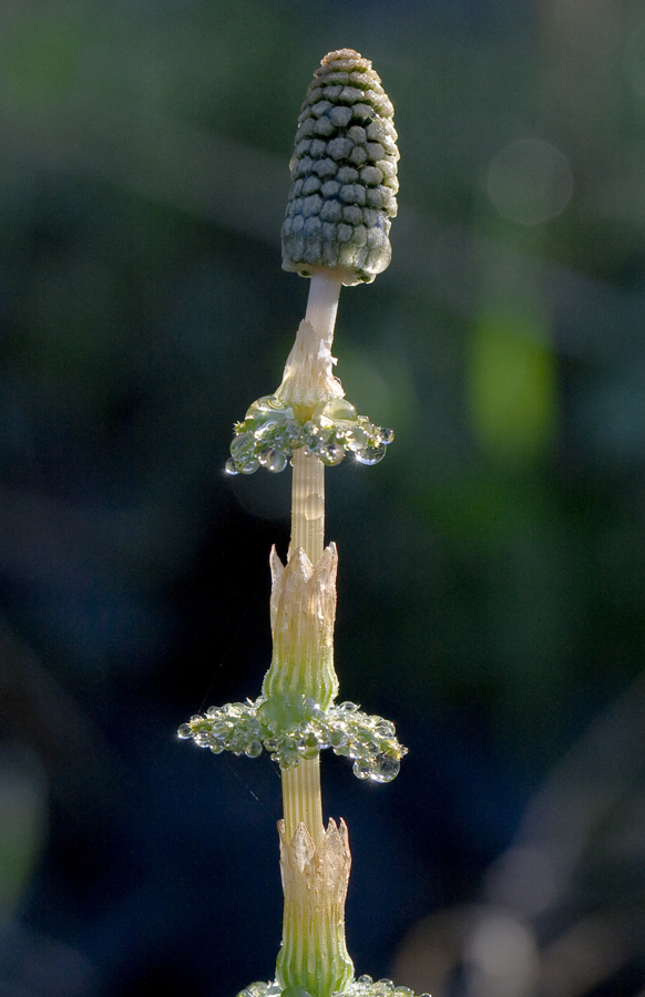 Изображение особи Equisetum sylvaticum.