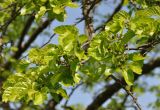 Morus alba. Ветвь с незрелыми плодами. Нагорный Карабах, Мартунинский р-н, окр. дер. Схторашен. 06.05.2013.