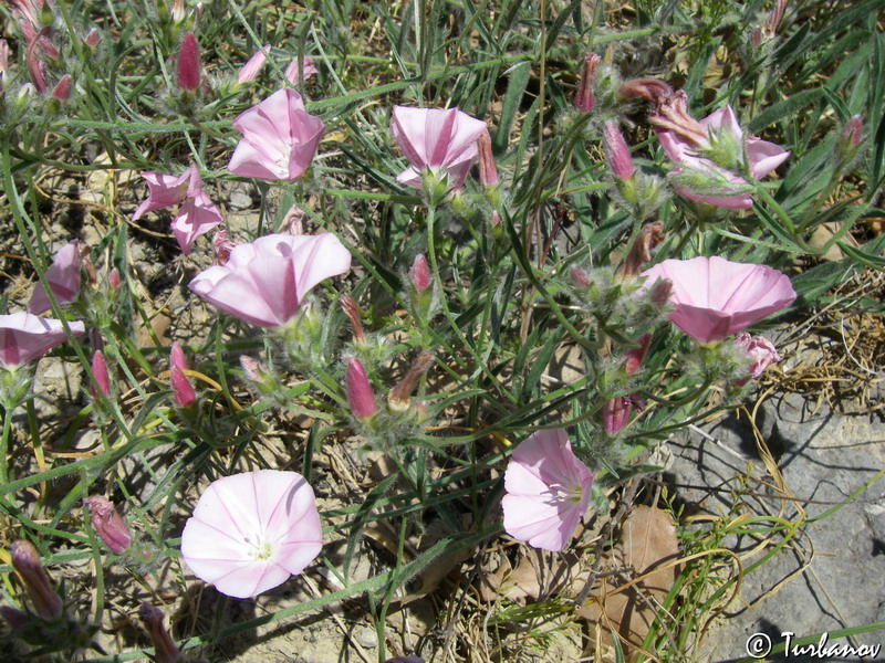 Изображение особи Convolvulus cantabrica.