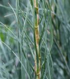 Asphodeline lutea