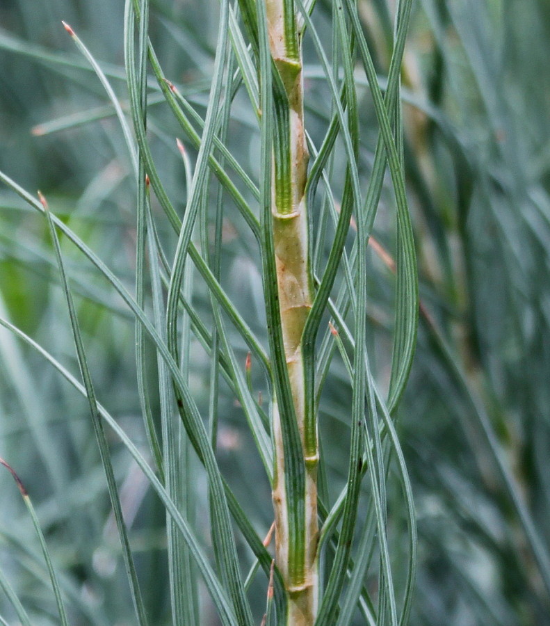 Изображение особи Asphodeline lutea.