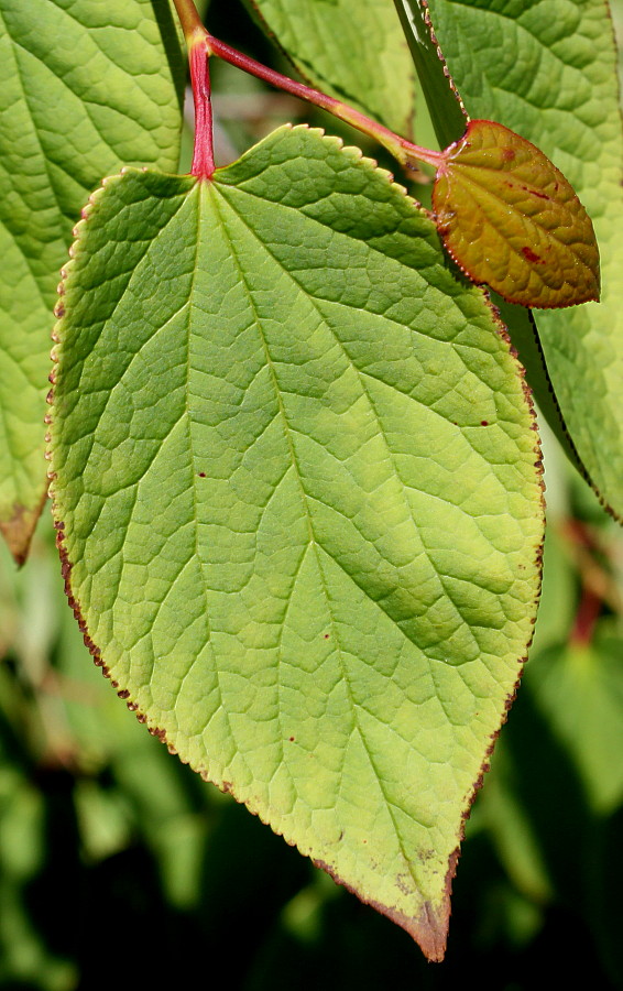 Image of Tetracentron sinense specimen.