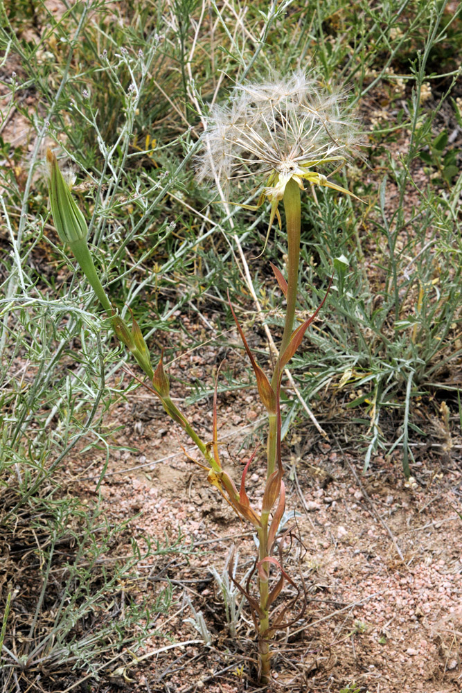 Изображение особи Tragopogon capitatus.