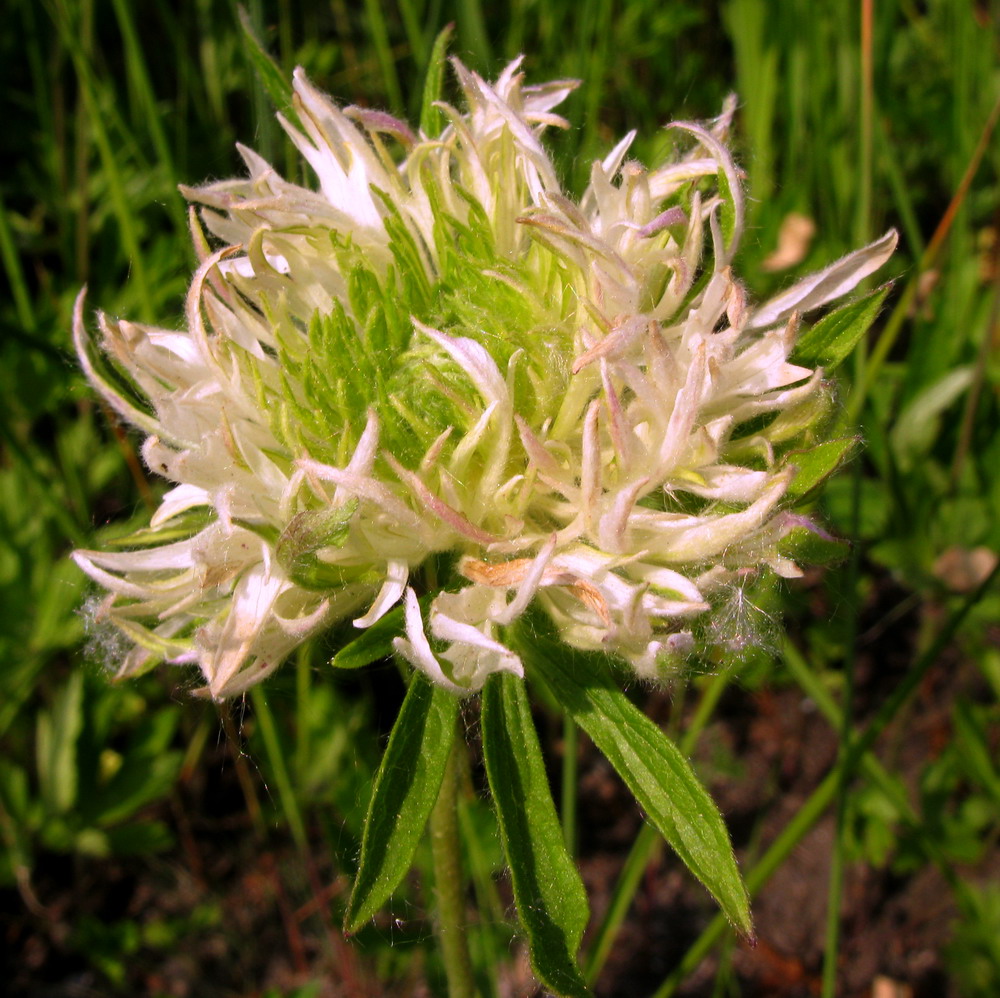 Image of Anemone sylvestris specimen.