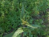 Picris hieracioides