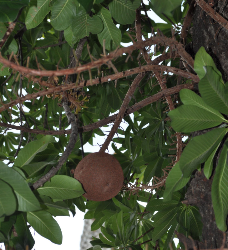 Image of Couroupita guianensis specimen.