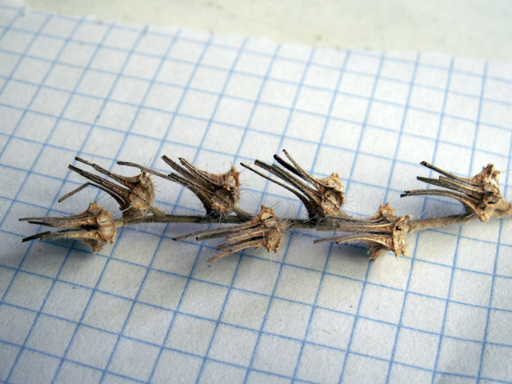 Image of Arnebia coerulea specimen.