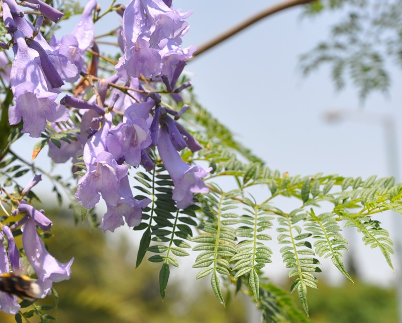 Image of Jacaranda mimosifolia specimen.