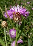 Centaurea jacea. Верхушка побега с соцветием. Ростовская обл., дельта Дона, Азовский р-н, окр. хутора Донской. 24.07.2012.