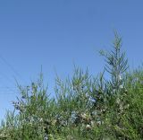 Melaleuca cardiophylla