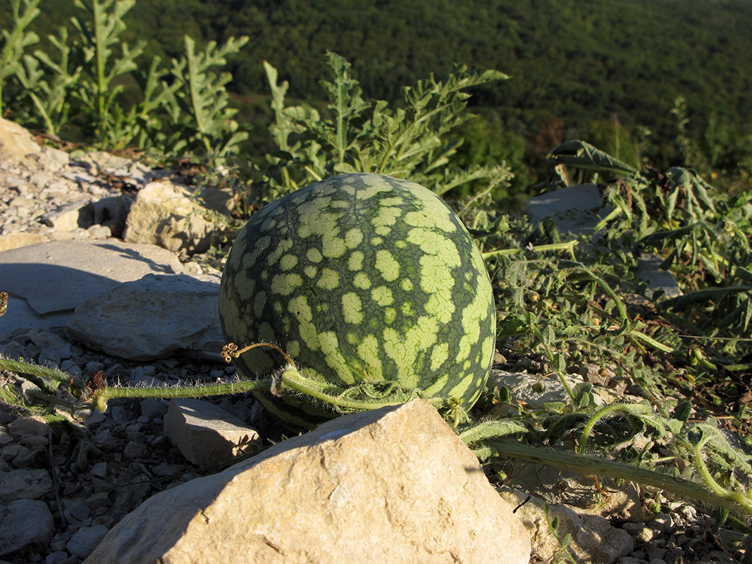 Изображение особи Citrullus lanatus ssp. vulgaris.