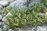 Salix reticulata