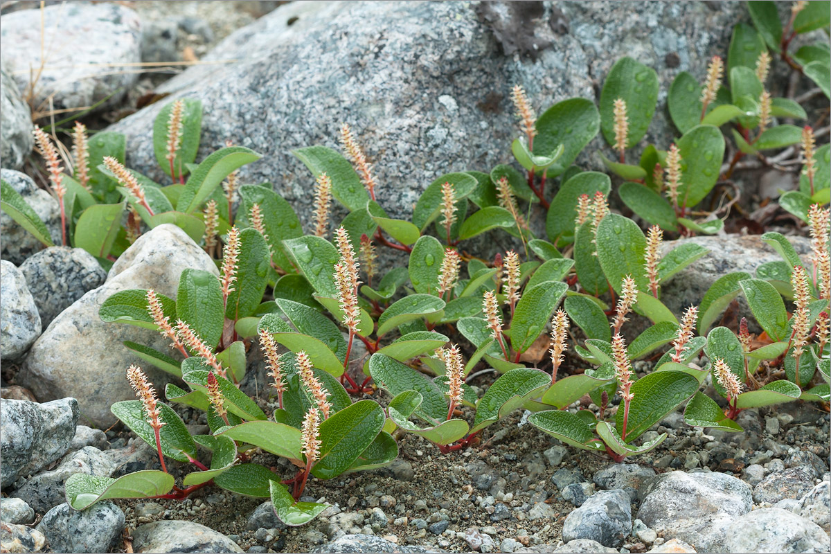 Image of Salix reticulata specimen.