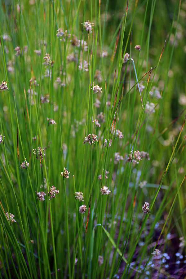 Image of Juncus filiformis specimen.