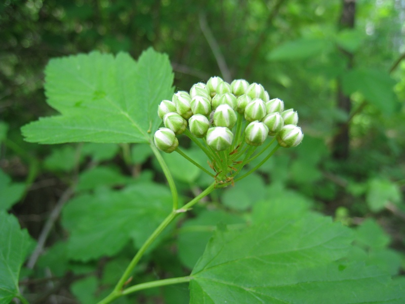 Изображение особи Physocarpus opulifolius.