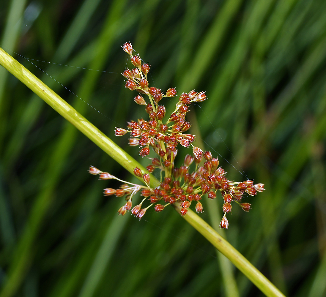 Изображение особи Juncus effusus.