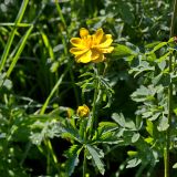 Trollius dschungaricus