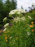 Pleurospermum uralense