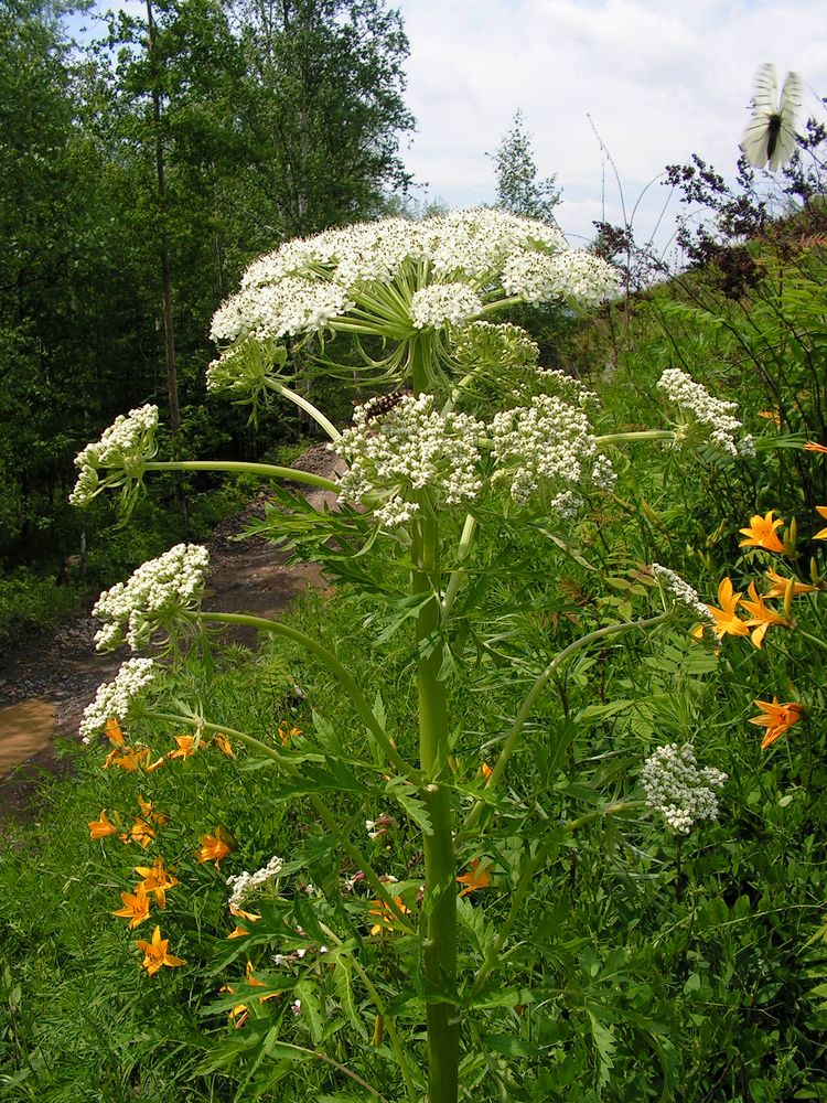 Изображение особи Pleurospermum uralense.