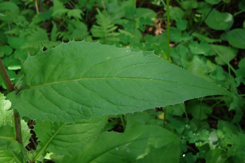 Image of Saussurea pseudotilesii specimen.