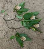 Ostrya carpinifolia. Ветка с высохшими соплодиями. Германия, г. Дюссельдорф, Ботанический сад университета. 14.08.2013.
