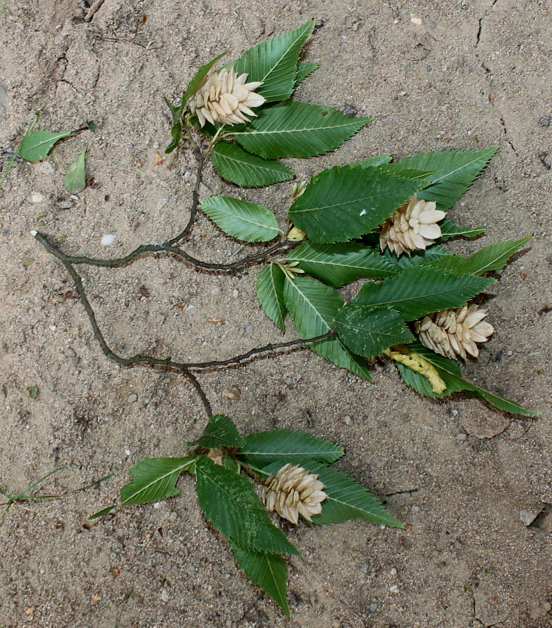Image of Ostrya carpinifolia specimen.