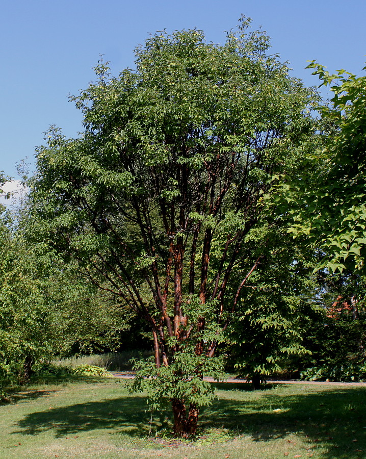 Image of Acer griseum specimen.