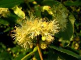 Tilia cordata