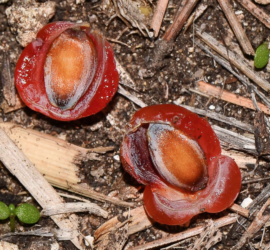 Image of Ephedra aphylla specimen.