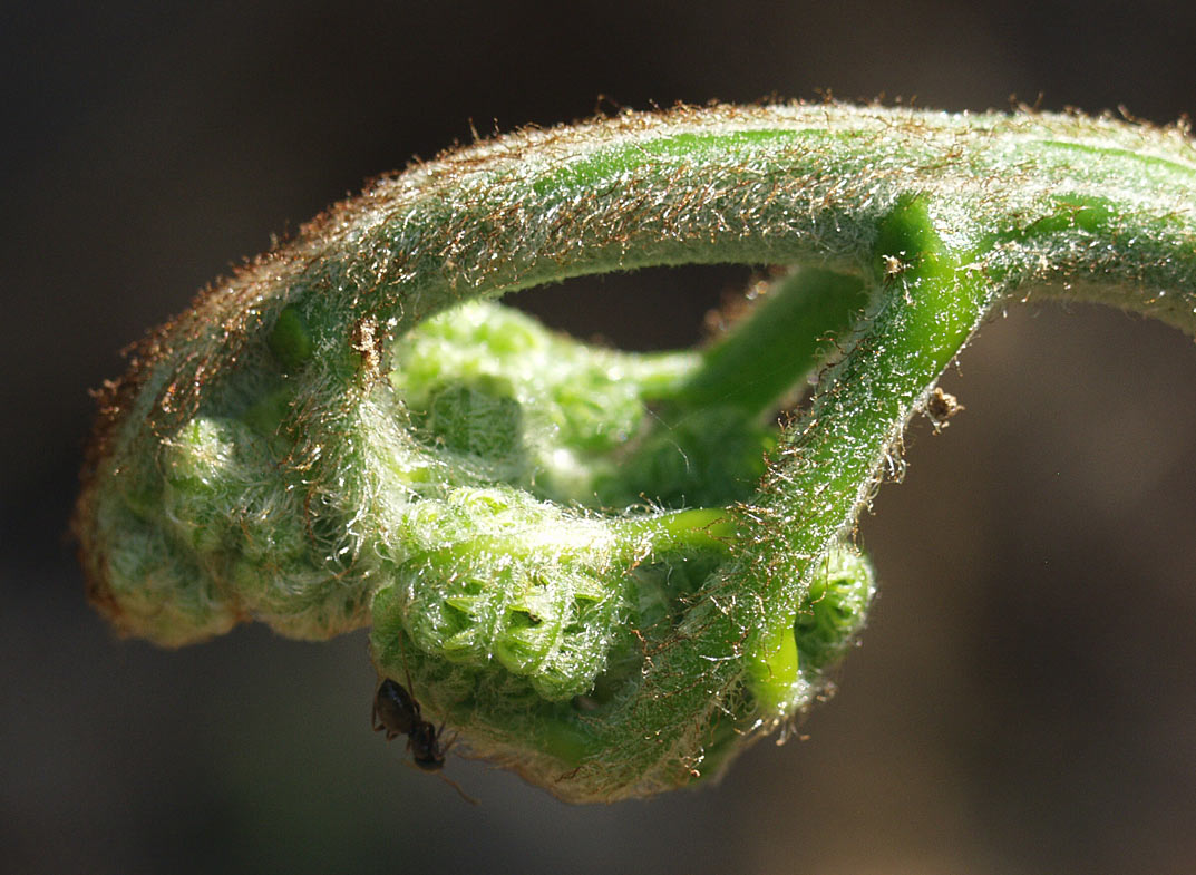 Image of Pteridium pinetorum ssp. sibiricum specimen.