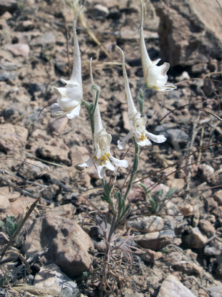 Image of Delphinium stocksianum specimen.