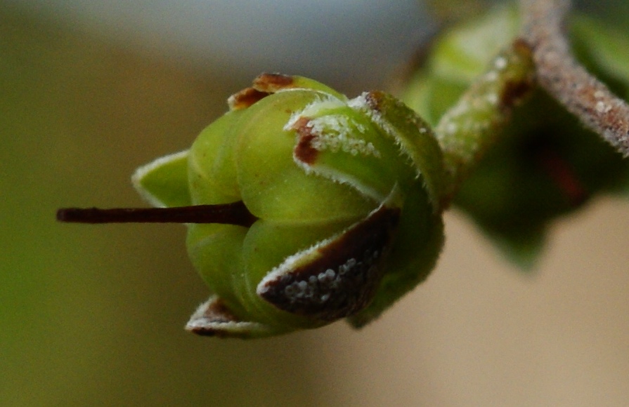 Image of Chamaedaphne calyculata specimen.