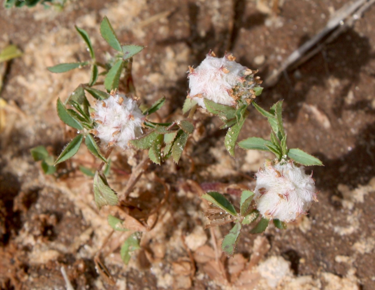 Изображение особи Trifolium tomentosum.