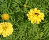 Tagetes erecta. Цветущие растения и фуражирующая пчела медоносная (Apis mellifera L). Восточный Казахстан, г. Усть-Каменогорск, парк. 30.09.2012.