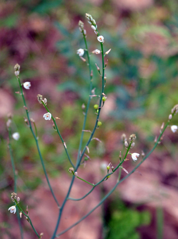 Image of Asphodelus tenuifolius specimen.