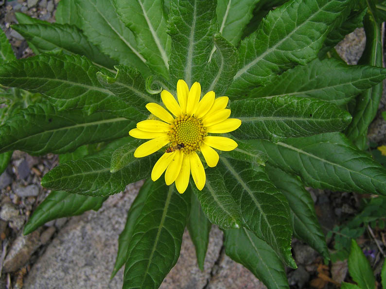 Изображение особи Senecio pseudoarnica.