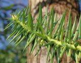 Cunninghamia lanceolata. Верхняя часть побега (видны нижние стороны хвоинок). Германия, г. Дюссельдорф, Ботанический сад университета. 10.03.2014.